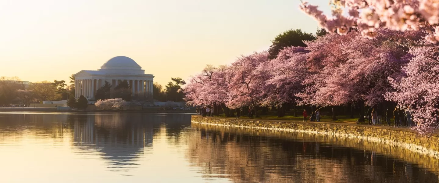 Guide to the National Cherry Blossom Festival in Washington, DC